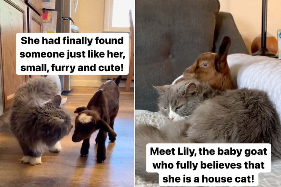 Lily the goat decided she'd rather be a house cat!