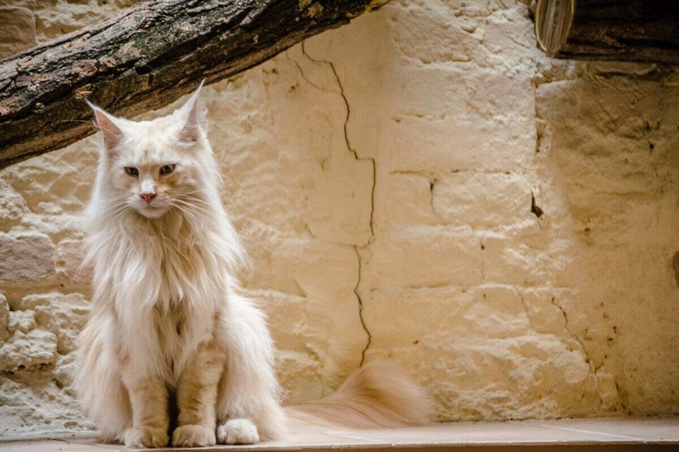 There are few cats better at cuddling than the mighty Maine coon.