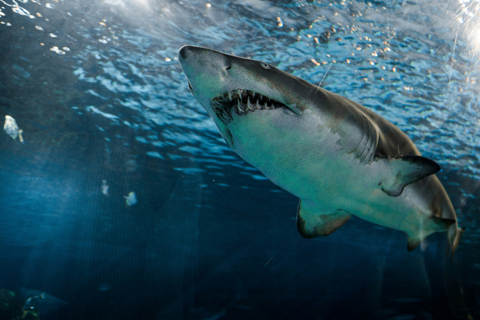 2023 saw 10 fatalities from unprovoked shark attacks worldwide, nearly double the previous five years' average.