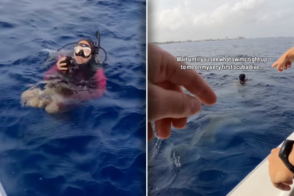 This family dive went from fun to scary when a school of hammerhead sharks appeared. 