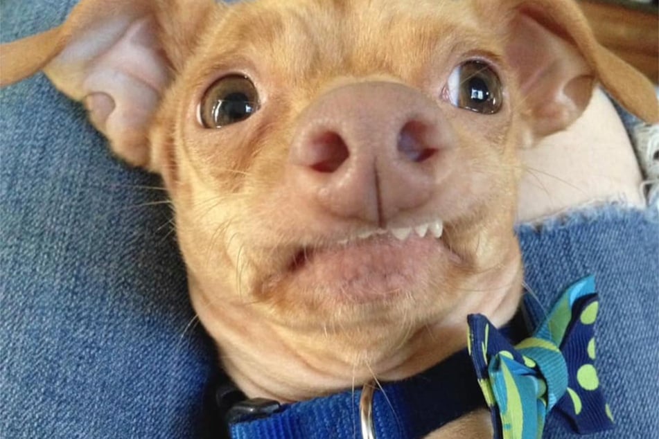 Tuna is a remarkably ugly doggo!