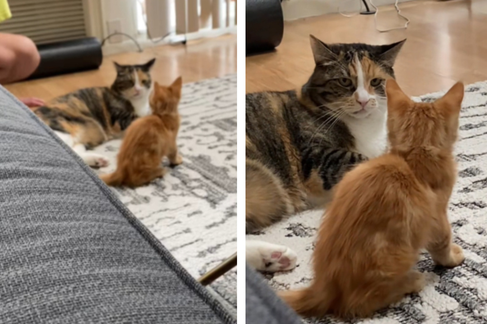 Even her owners were not prepared for Mishka's initially icy welcome.