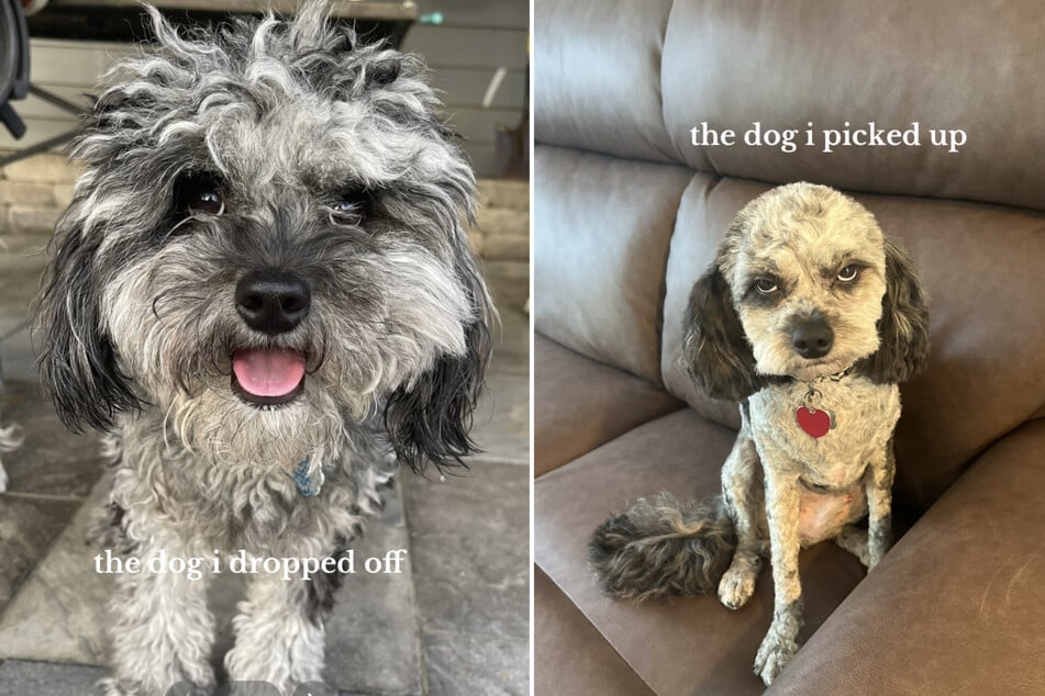 This Cavapoo was clearly not happy with his dramatic haircut!