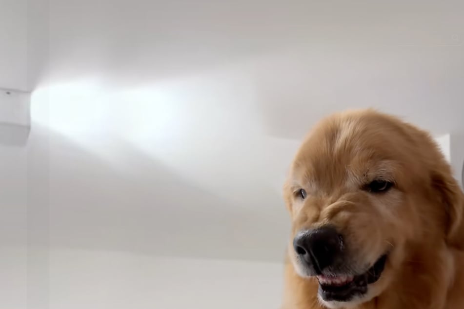 Golden retriever gets scooped up from grandma's too early – and his reaction is priceless
