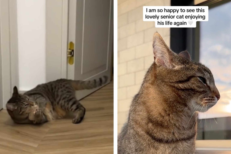 Kamilė was overjoyed that the cat was finally able to open up, and it looks like Pete finally found his peace.