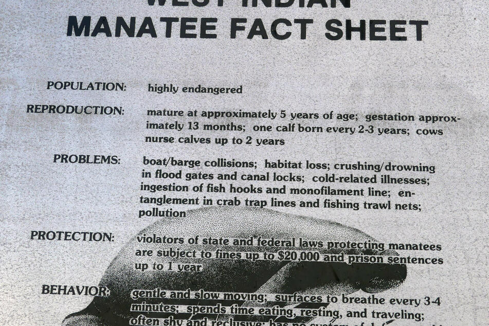 Decades of environmental stress culminated this year in one of the worst manatee die-offs in recent history.