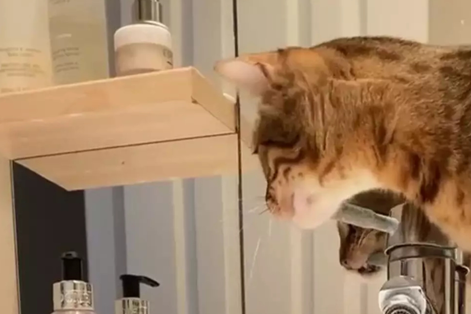 Cat learns a new trick and her owner comes home to a wet disaster