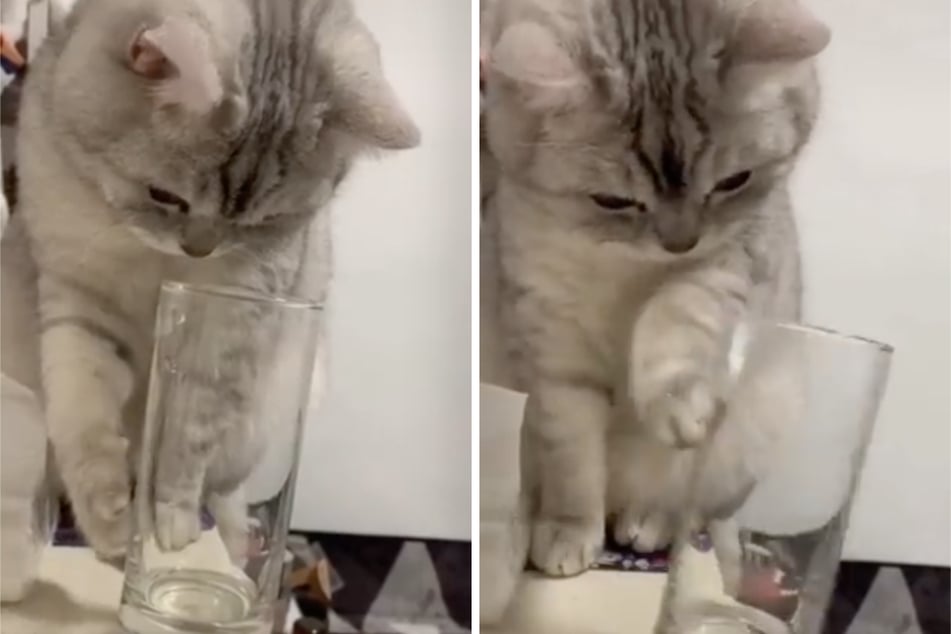 One cat swats a glass between her paws, unaware of the consequences.