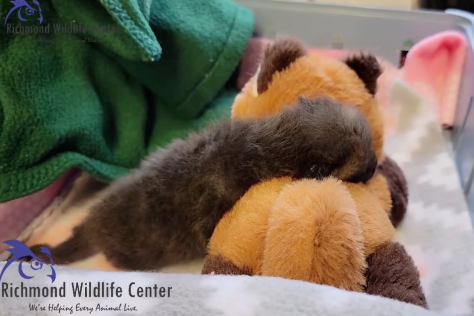 This baby fox is cuddling with its stuffed animal for comfort.