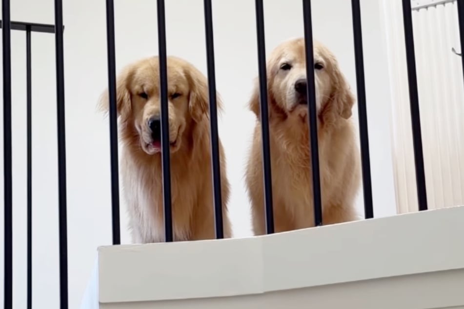 Again and again, the dogs stare at their owner in a demanding manner instead of playing.