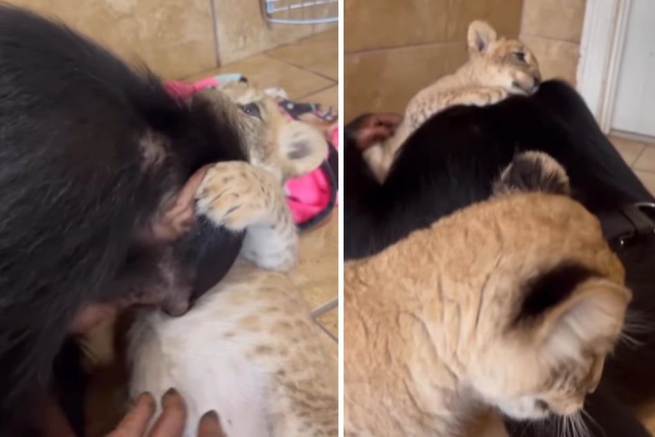 The monkey enjoyed the time with the little lions. There was extensive cuddling.