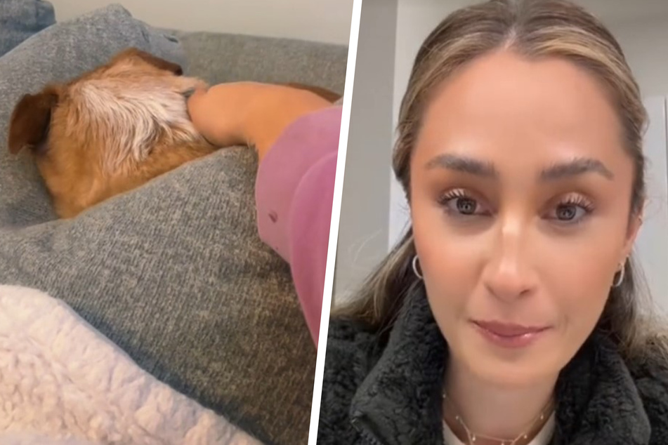 Chihuahua goes viral with begrudged response to unexpected affection