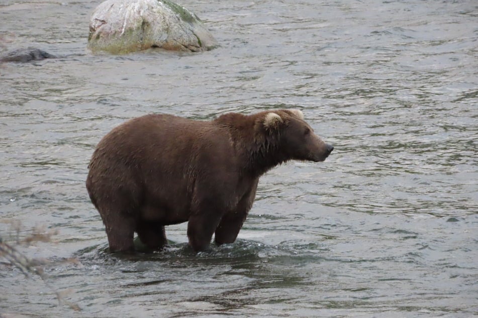 Do you think 909 is the fattest of them all? Then, make sure you vote for this big bear!