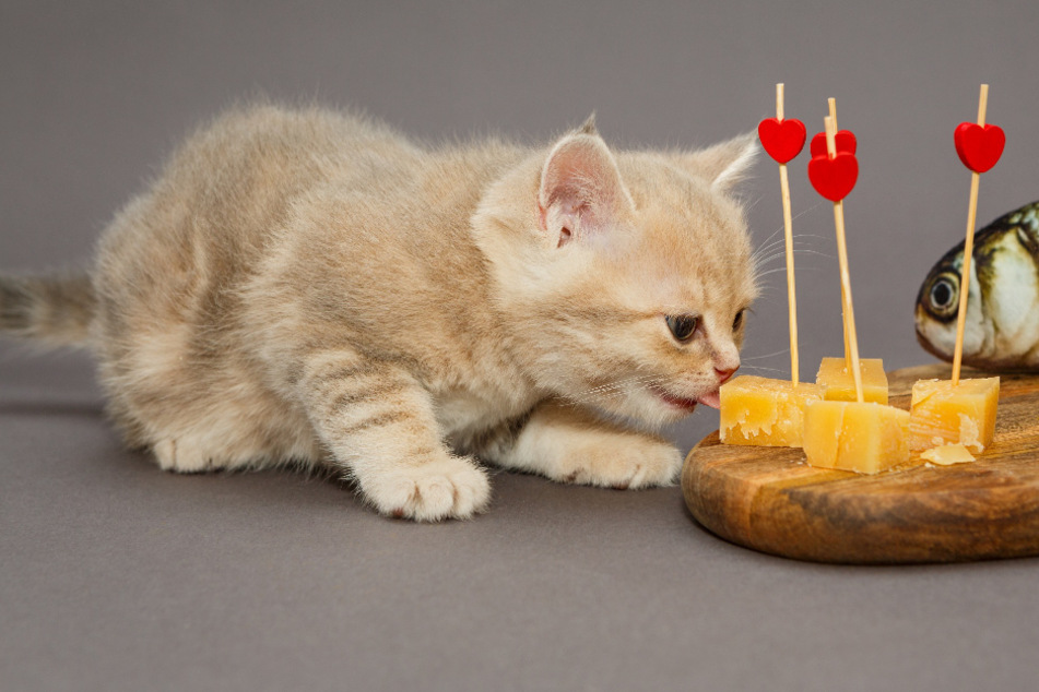 Can cats eat cheese?