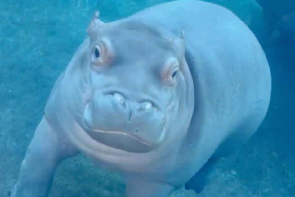 Viral animal clips that had the internet crying with laughter in 2022
