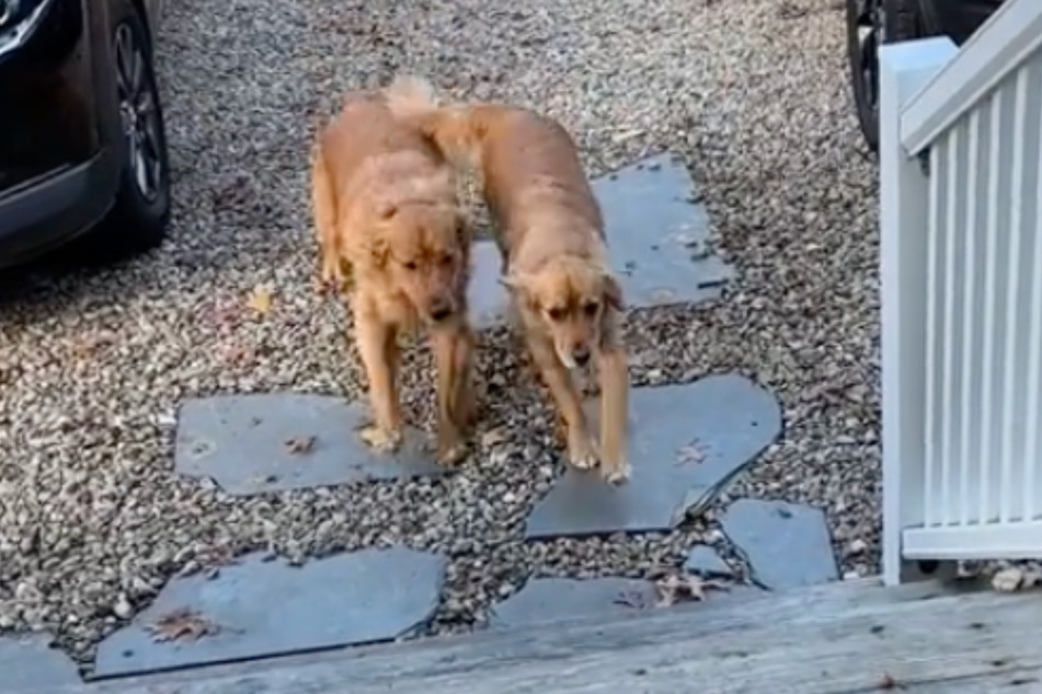 Finally reunited, dogs Benny and his girlfriend Quincy are really looking forward to their time together.