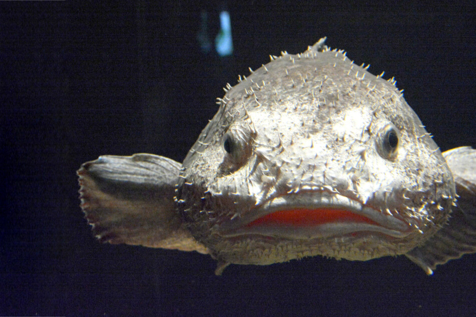 Some animals can change, going from pretty normal to the ugliest in the world.