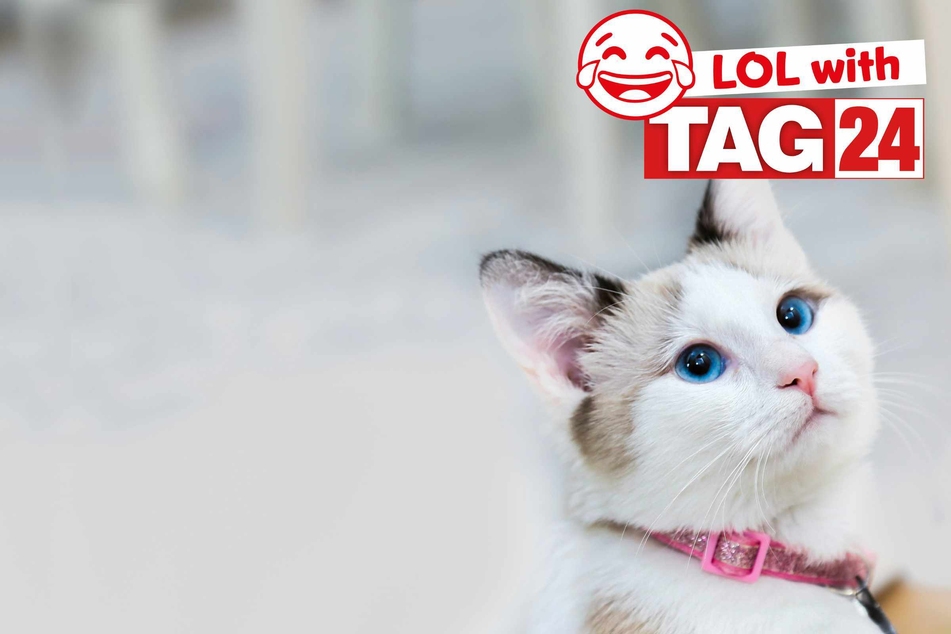 Joke of the Day for January 18, 2025: The best cat jokes to get your funny on for Caturday