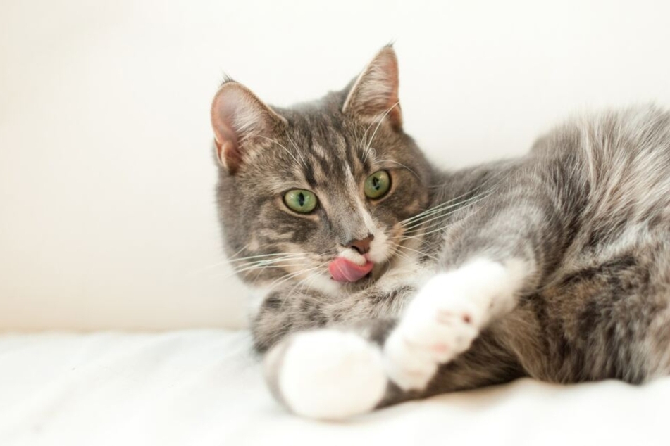When a cat is stressed, it might lick you to help calm itself down by releasing endorphins.