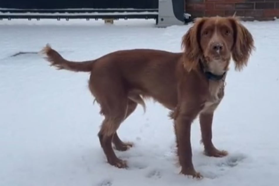 Dog wins over TikTok users with precious reaction to first-ever snow day