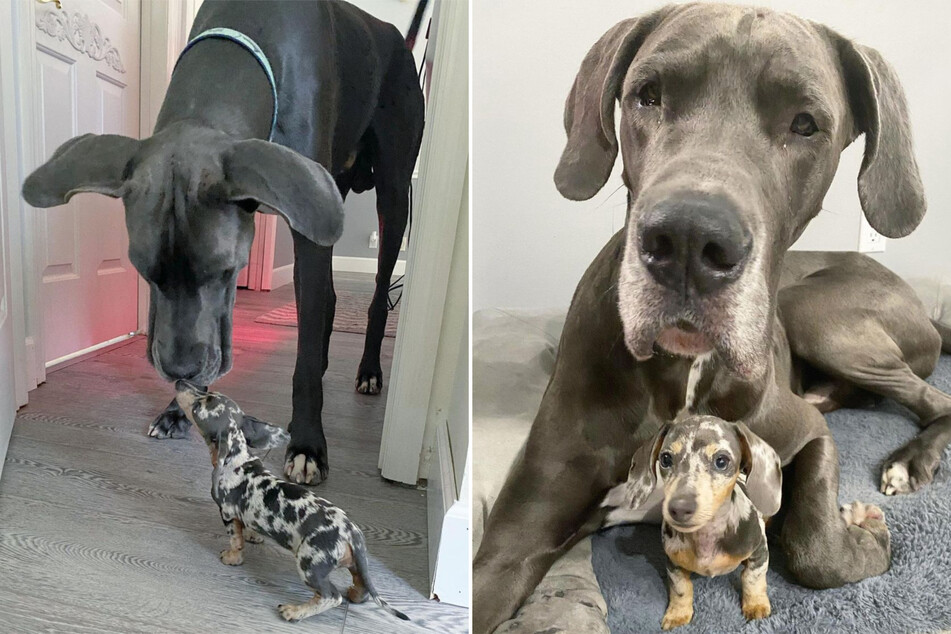 Unlikely doggy duo shows that love comes in all shapes and sizes