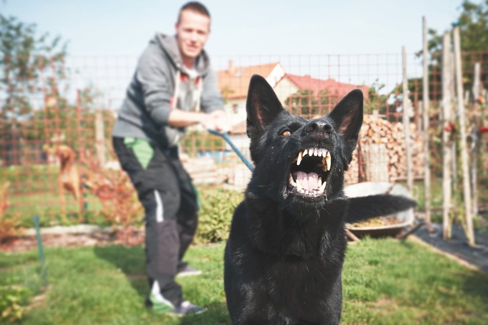 USPS reveals where mail carriers are most likely to get attacked by a dog