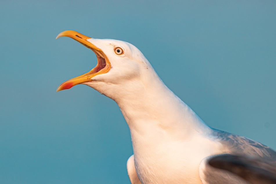 A 40-year-old British man has been sentenced for performing a sex act with a baby seagull while looking at animal porn.