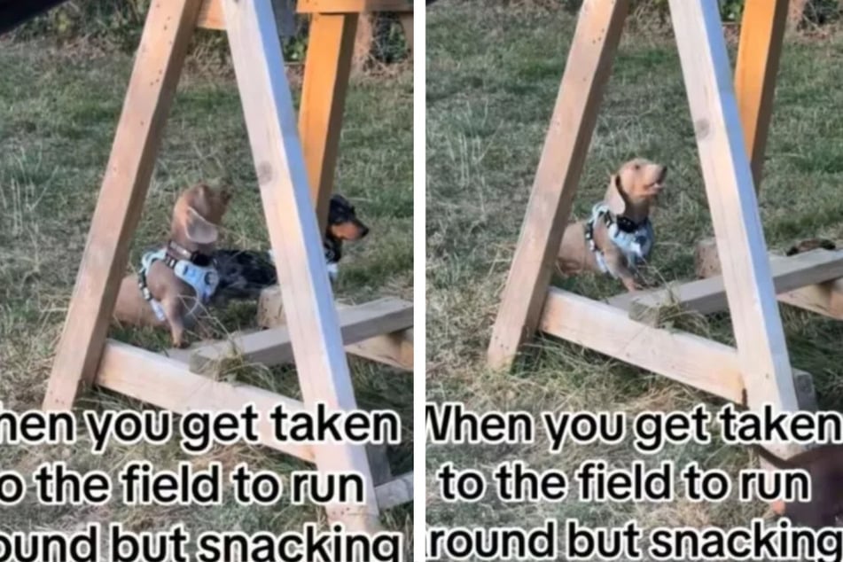 Dog gets distracted at the park for the best reason: "Snacking is life"