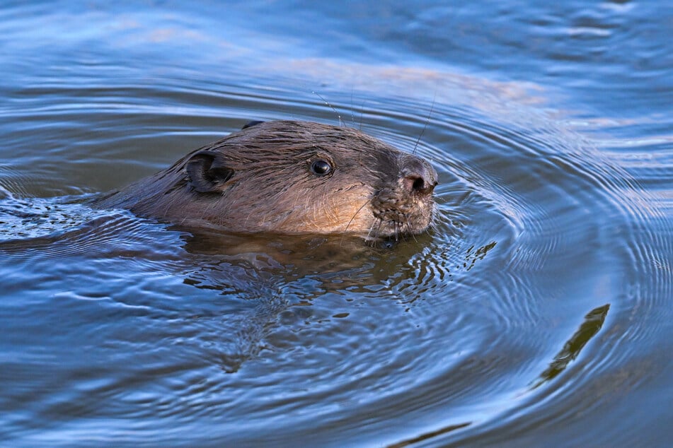 The rabid beaver bit repeatedly, inflicting deep flesh wounds on the boy (stock image).
