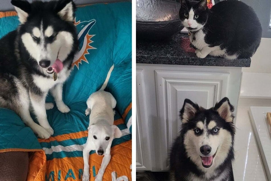 Rescue dog Dutchess hangs out with her "new fur siblings."