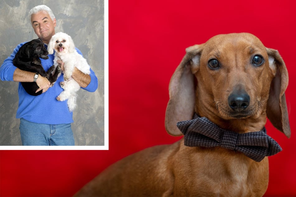 National Dog Show: What to know about the Thanksgiving TV contest and its 2022 newbies