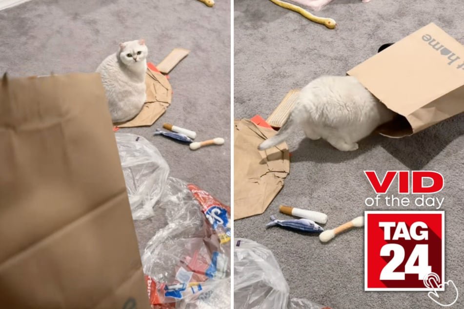 This cat named Betty got a brand-new paper bag and immediately moved in like she pays rent.