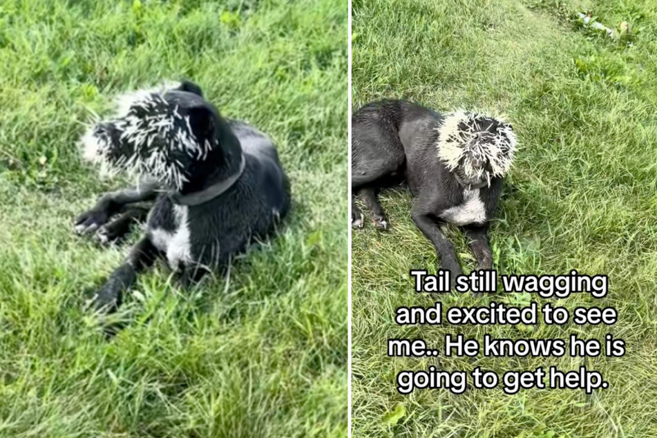 Brutus the dog amazed his rescuers with his evident optimism, despite his injuries.