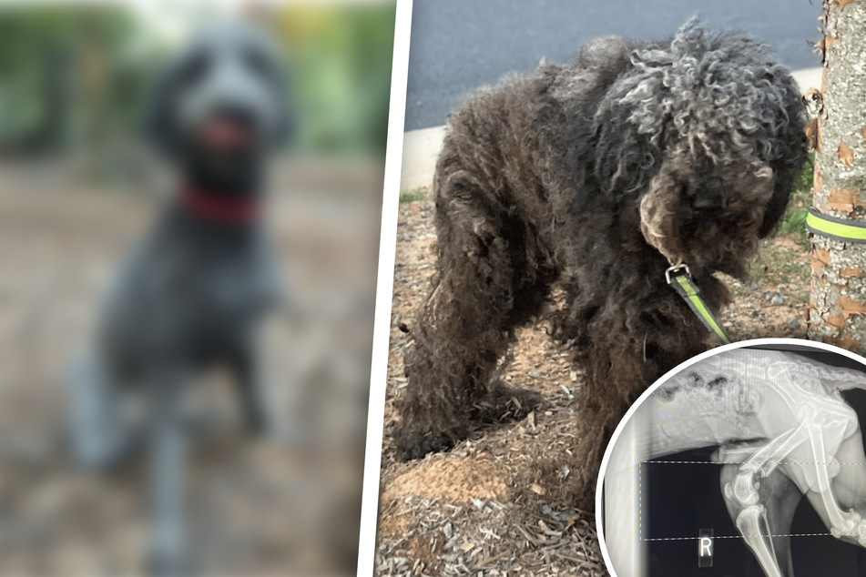 Neglected dog was tied to a tree a tree and lost a leg – today he is unrecognizable