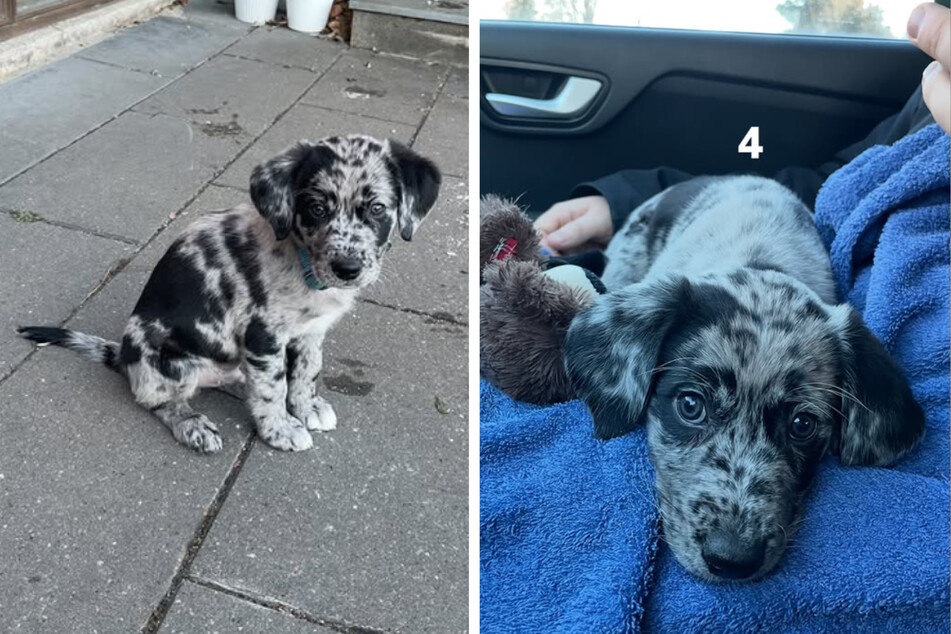 The result is this cute little dog, who has a very special coat coloring in addition to his sugar-sweet face.
