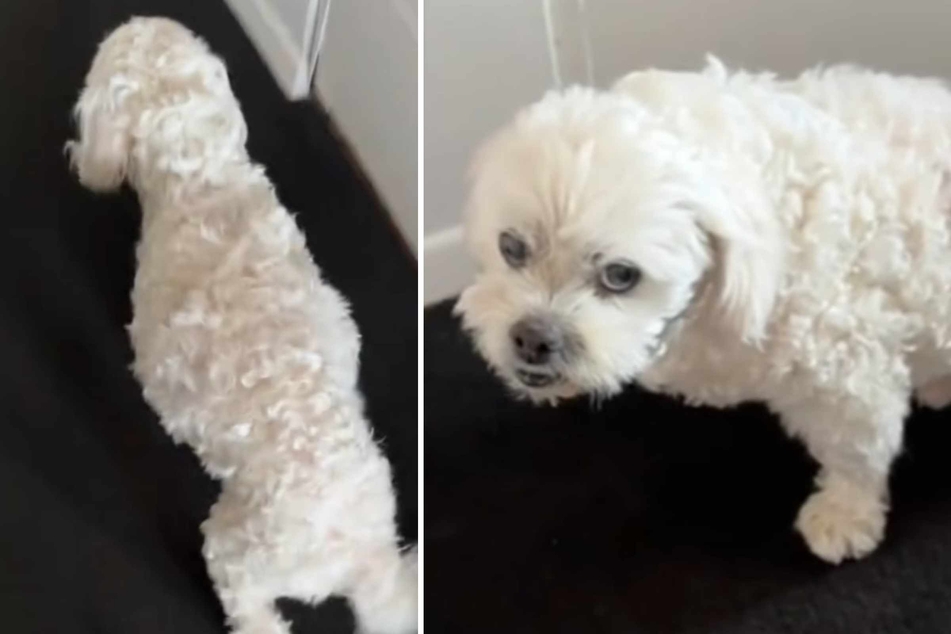 Less than an hour after these pictures were taken, Teddy the dog died at the age of 12.