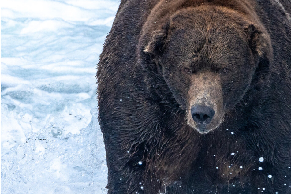 Fat Bear Week 2022's winner is crowned with record number of votes!