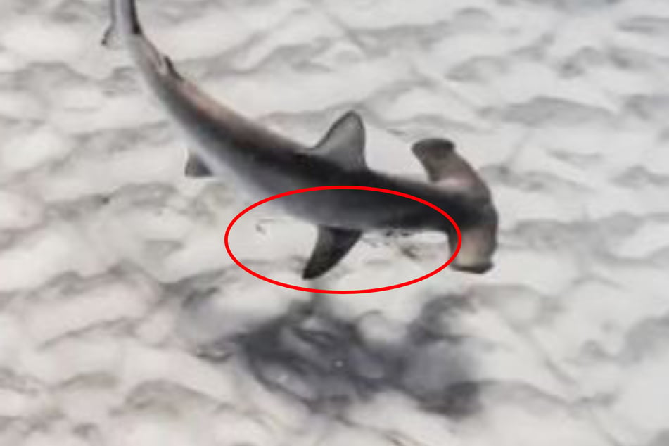A hook and a line hung from the hammerhead shark's mouth.