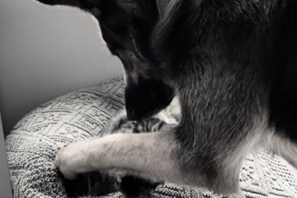 Remi tried to get Willow to play with her by squishing the cat with her paw.