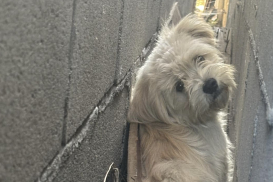 Dog hiding between walls during a heatwave rescued in heroic operation!