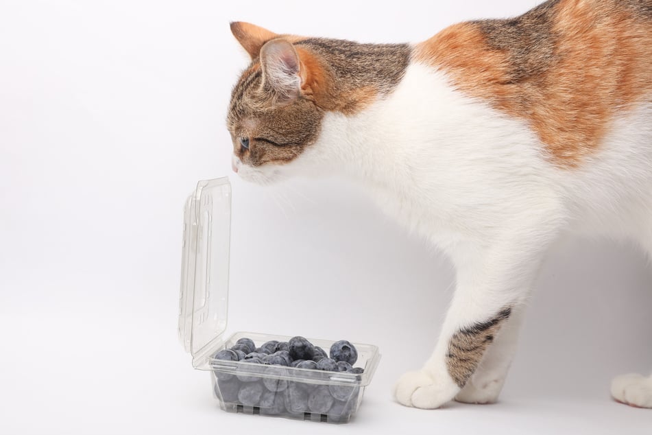 Can you give your cat blueberries and how much is it allowed to eat?