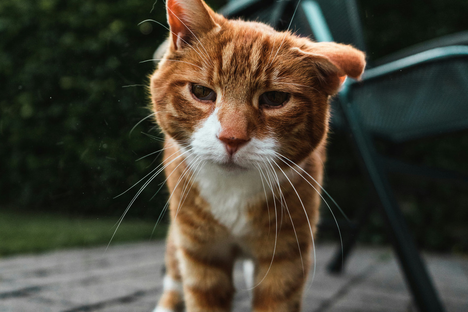 As a cat gets older, it also gets quirkier.