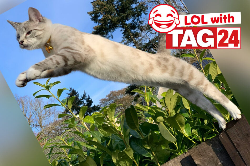 Joke of the Day for July 25, 2026: A catastic silly for Caturday!