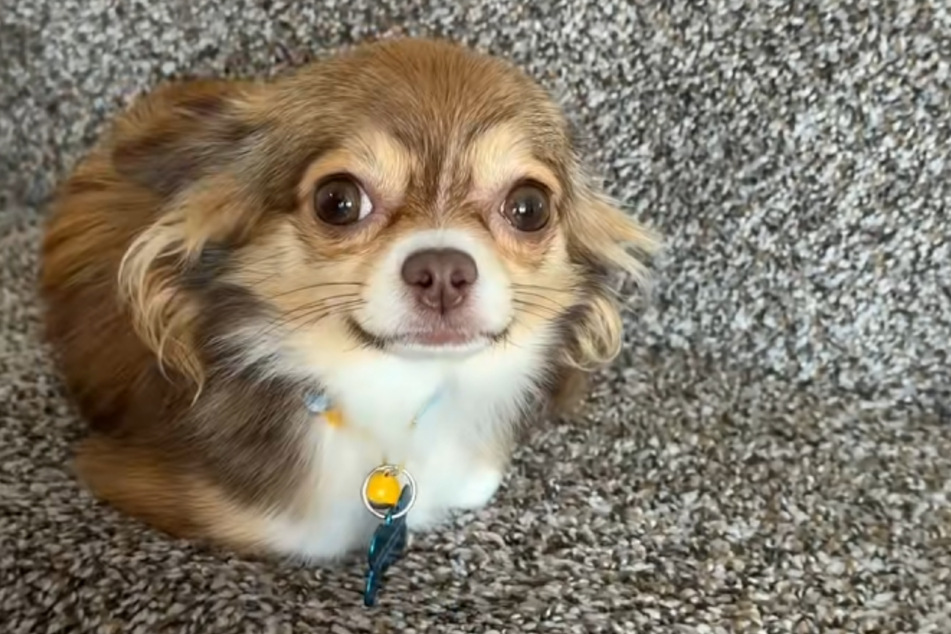 Chihuahua dog Chiwee recently had to cope with the death of his owner.