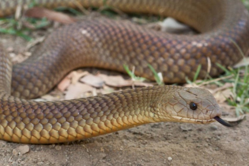 Doctors fight for girl's life after she was bitten by poisonous snake in her sleep