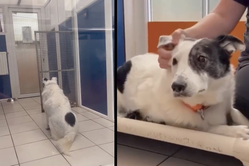 Elderly dog waits 500 days for new home in heartbreaking rescue story