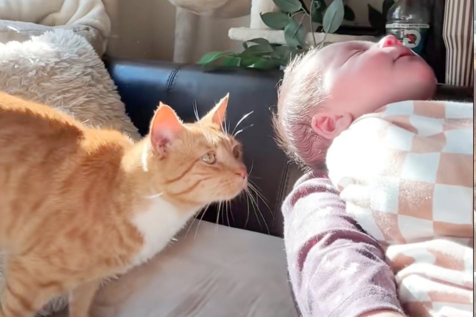 The little Denver is curiously examined by the orange cat.