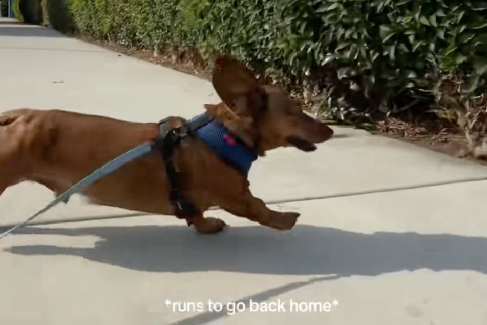 In the video, Georgie the Dachshund is suddenly running like a whirlwind. Does he like being outside after all? Oh, wait...