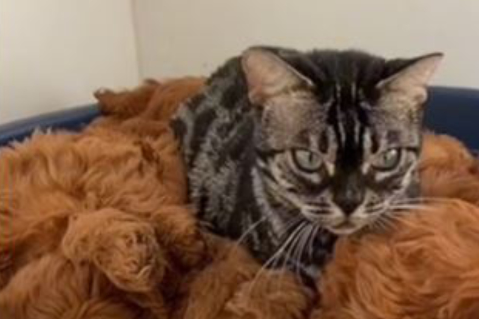 Cat's coping mechanism after losing babies breaks TikTok users' hearts