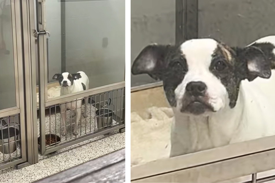 Milkbun the dog was returned to the shelter six months after she was adopted.